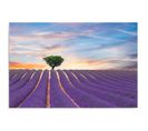 Tableau Champ De Lavande 120 X 80 Cm Violet