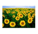 Tableau Champ De Tournesols 120 X 80 Cm Jaune