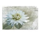 Tableau Fleur Blanche 50 X 40 Cm Blanc