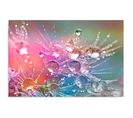 Tableau Des Gouttes D'eau Sur Trois Dmuchawcu 80 X 60 Cm Multicolore