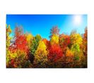 Tableau Bois Arbres D'automne 100 X 70 Cm Jaune