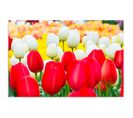 Tableau Bois Tulipes 120 X 80 Cm Rouge