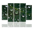 Tableau Gouttes De Pluie Sur Une Feuille 150 X 100 Cm Vert