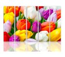 Tableau Tulipes Colorées 100 X 70 Cm Multicolore