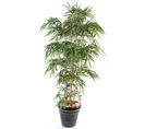 Plante Artificielle Haute Gamme Spécial Extérieur/bambou Artificiel Coloris Vert - 150 X 90 Cm