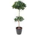 Plante Artificielle / Laurier Tige Double - Dim : 170 x 70 cm