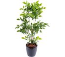 Plante Artificielle Haute Gamme Spécial Extérieur/palissandre Artificielle Vert - 120 X 60 Cm