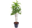 Plante Artificielle Haute Gamme Spécial Extérieur/palissandre Artificielle Vert - 175 X 105 Cm