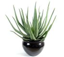Plante artificielle haute gamme Spécial extérieur / Aloevera artificielle - Dim : 55 x 30 cm