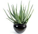 Plante artificielle haute gamme Spécial extérieur / Aloevera artificielle - Dim : 70 x 40 cm