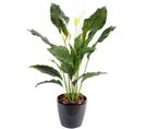 Plante artificielle haute gamme Spécial extérieur / SPATHIPHYLLUM Artificiel - Dim : 80 x 50 cm