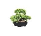 Bonsai Artificielle Dans Pot En Terre Cuite 17 Cm Modèle 2