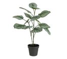 Plante Artificielle En Pot "calathee" 56cm Vert