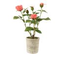 Plante Artificielle En Pot "rosier" 39cm Rose