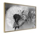 Affiche Murale Encadrée "dandelion In The Wind" 60 X 40 Cm Or