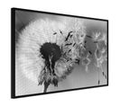 Affiche Murale Encadrée "dandelion In The Wind" 45 X 30 Cm Noir