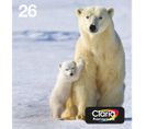 Cartouches D'encre Polar Bear Multipack 4-colours 26 Easymail