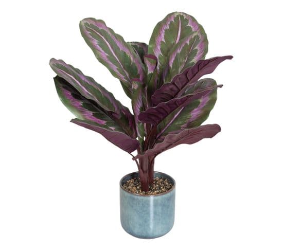 Plante + pot H. 63 cm VALLEA Violet