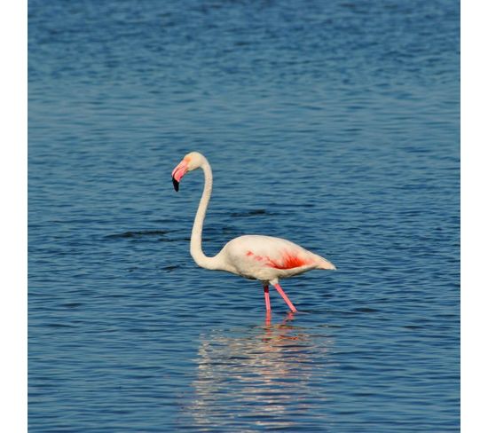 Tableau Sur Toile Jolie Flamant Rose 45x45 Cm