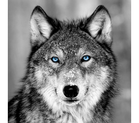 Tableau Sur Verre Loup Aux Yeux Bleus 45x45 Cm