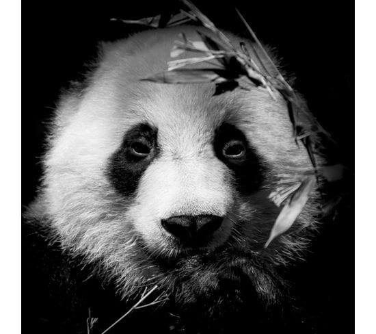 Tableau Sur Toile Portrait Panda 65x65 Cm