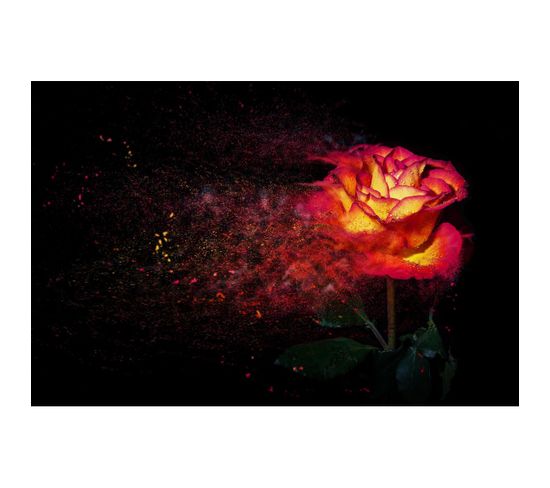 Tableau Sur Toile Rose Illuminée 30x45 Cm