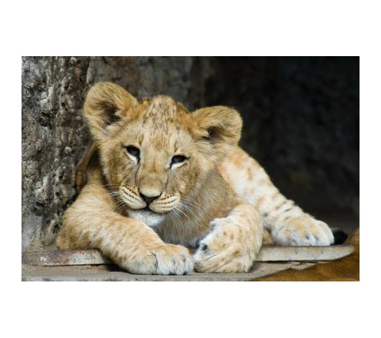 Tableau Sur Toile Lion Cub 30x45 Cm