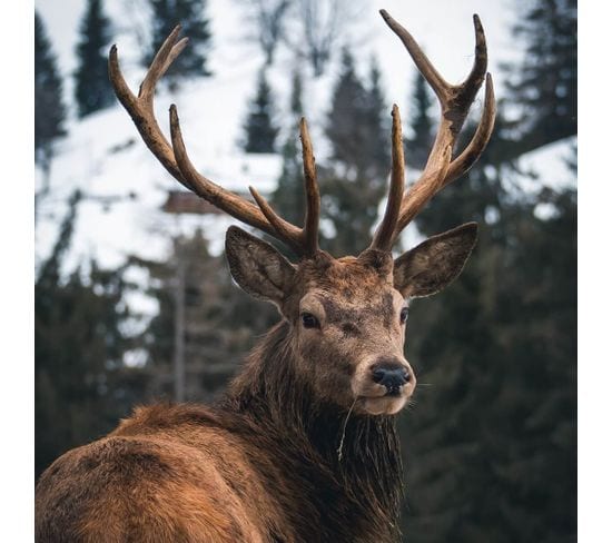 Tableau Sur Verre Regard D'un Cerf 45x45 Cm