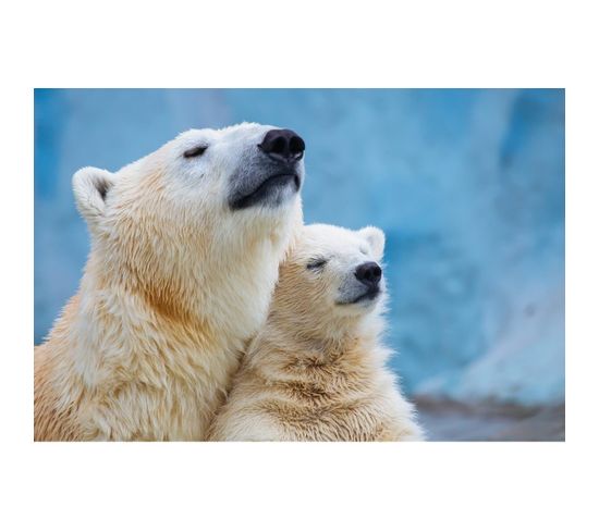 Tableau Sur Toile Famille D'ours 30x45 Cm