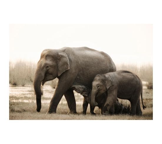 Tableau Sur Verre Famille D'éléphants 45x65 Cm
