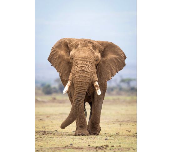 Tableau Sur Toile Portrait Éléphant 45x65 Cm