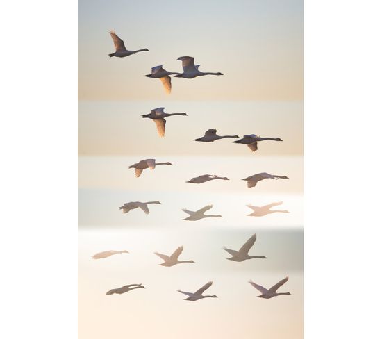 Tableau Sur Verre Synthétique Oiseaux Sauvages 80x120 Cm