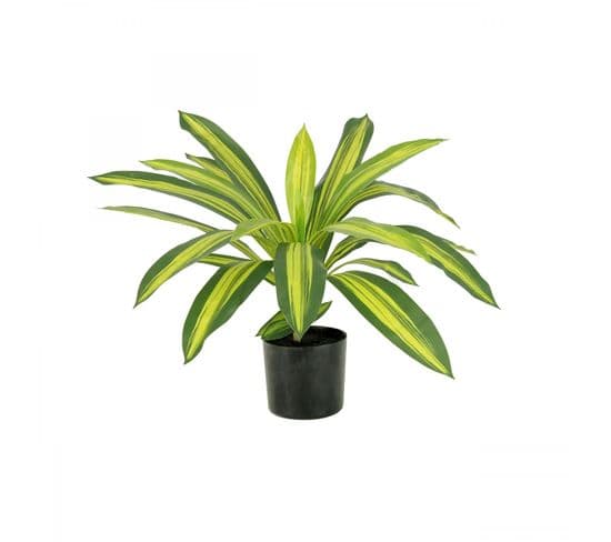 Dracena Artificiel 50cm