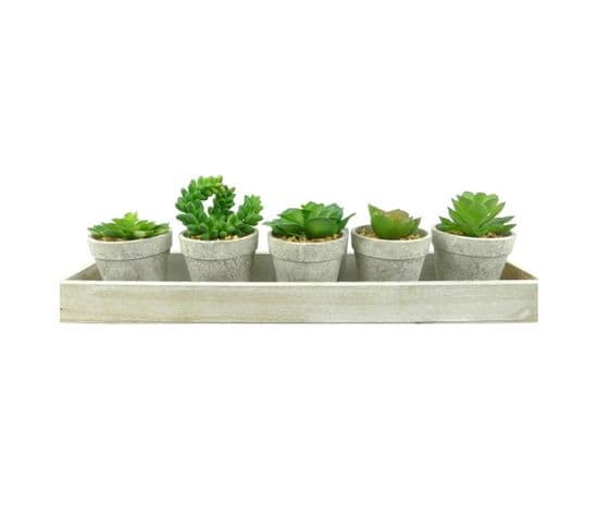 Lot De 5 Plantes Et Plateau "succulente" 13cm Gris