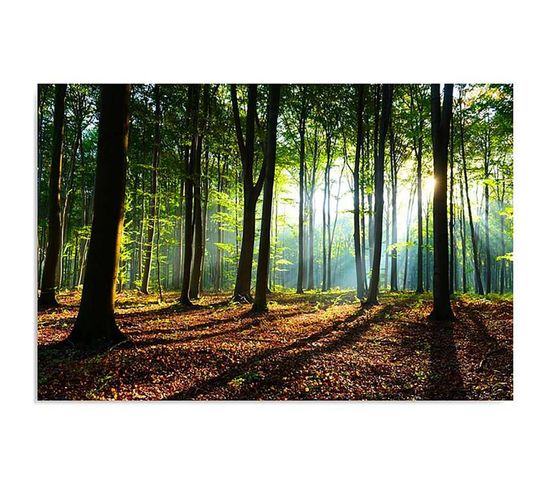 Tableau Les Rayons Du Soleil Dans La Forêt 70 X 50 Cm Vert
