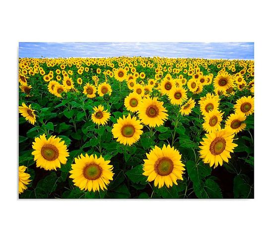 Tableau Champ De Tournesols 120 X 80 Cm Jaune