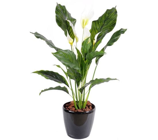 Plante artificielle haute gamme Spécial extérieur / SPATHIPHYLLUM Artificiel - Dim : 80 x 50 cm