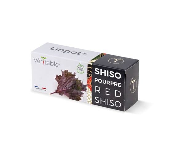 Lingot Shiso Pourpre Bio - Recharge Prête à L'emploi