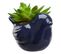 Plante grasse H. 10 cm UPTO Bleu