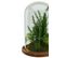 Plante artif et cloche H. 30cm VESTA Vert