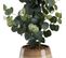 Pot eucalyptus H. 63 cm VITALITY Vert