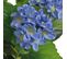 Plante Hortensia Artificielle Avec Pot 60 Cm Bleu Dec021920