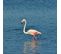 Tableau Sur Toile Jolie Flamant Rose 45x45 Cm