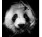 Tableau Sur Verre Portrait Panda 45x45 Cm