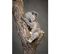 Tableau Sur Toile Koala Endormi 30x45 Cm
