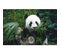 Tableau Sur Toile Panda Qui Mange 45x65 Cm