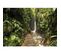 Tableau Sur Toile Forêt Tropicale 45x65 Cm