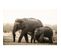 Tableau Sur Toile Famille D'éléphants 65x97 Cm