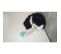 Griffoir Tube Xxl - 3 Balles - Jouet Pour Chat Grelot - Longueur 29 Cm - Vert Menthe