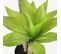 Agave Artificiel 80cm